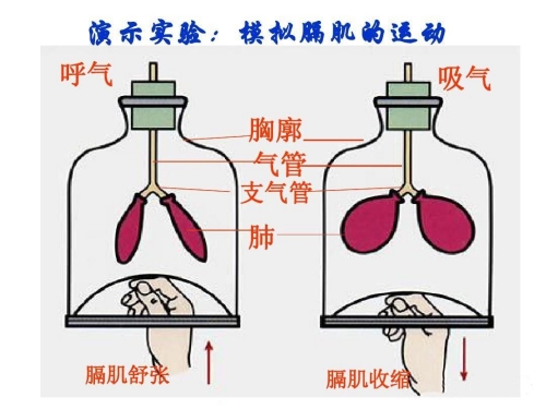 肺部运动.jpg